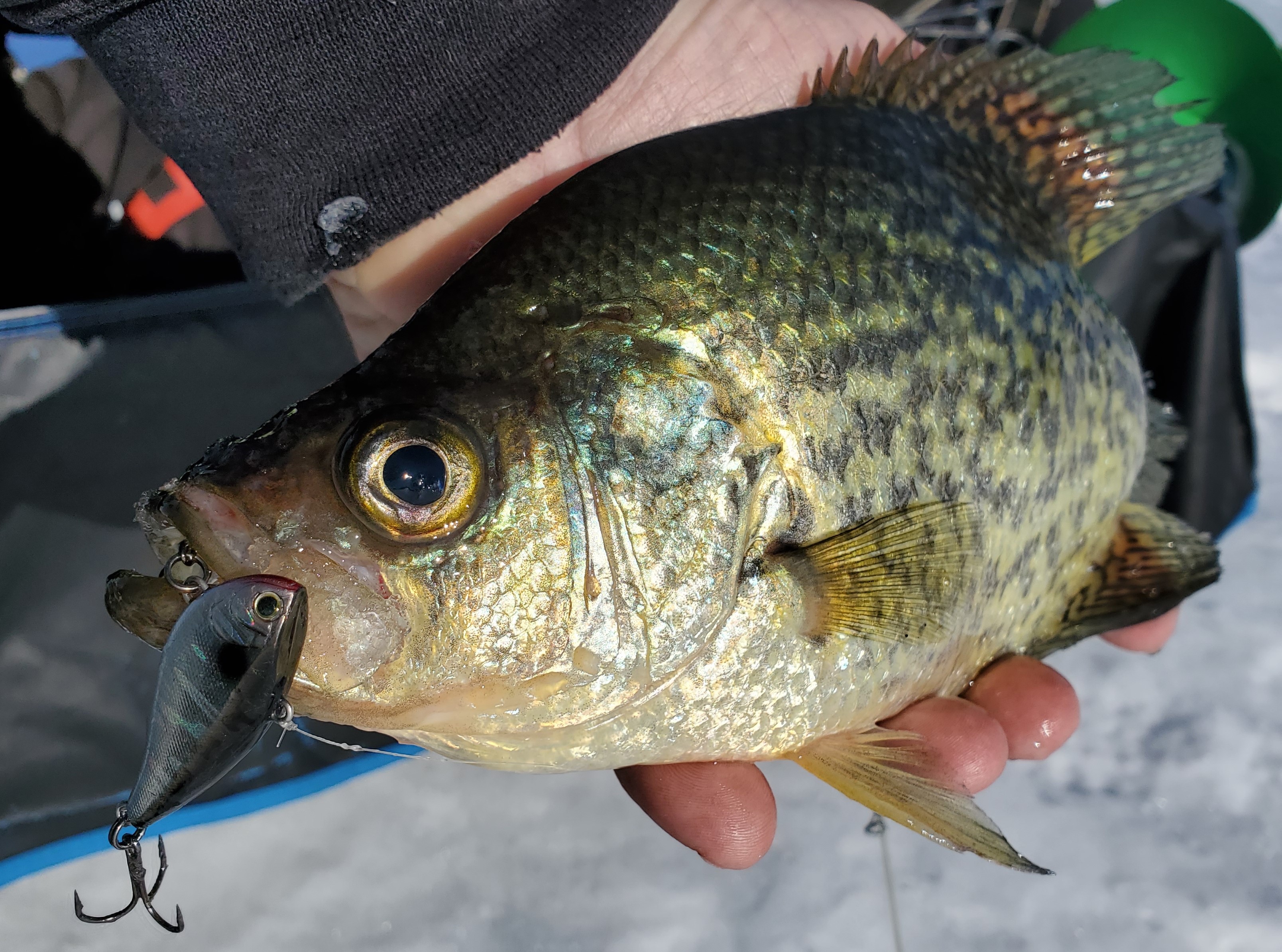 How to fillet and pan-dress crappie, bluegills and other panfish