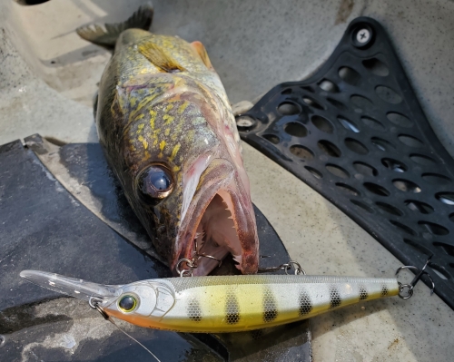 Berkley Bullet Pop - Surface Popper Lures for Pike or Bass Fishing