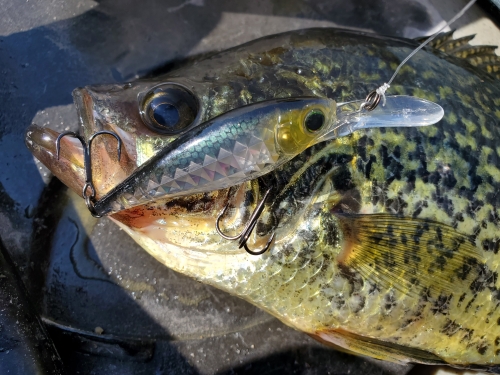 Trolling Crank Baits for Black Crappies!!!