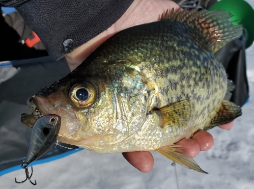 Crappie Fishing with Trout Flies CHALLENGE (FAIL) 
