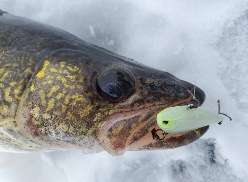 When Crazy Crankbait Colors Shine for Walleyes - In-Fisherman