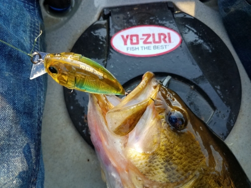 Catching Tons of Bass with the Yo-Zuri Pins Minnow! 