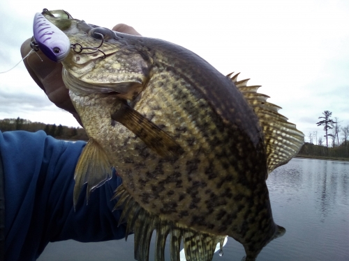 Fall In the Ice Belt: The Season When Panfish Become Predators